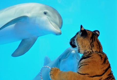 dolphin-and-tiger-